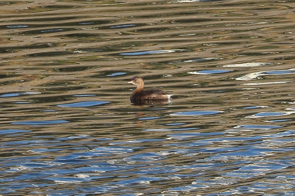 Pied-billed Grebe - ML623852011