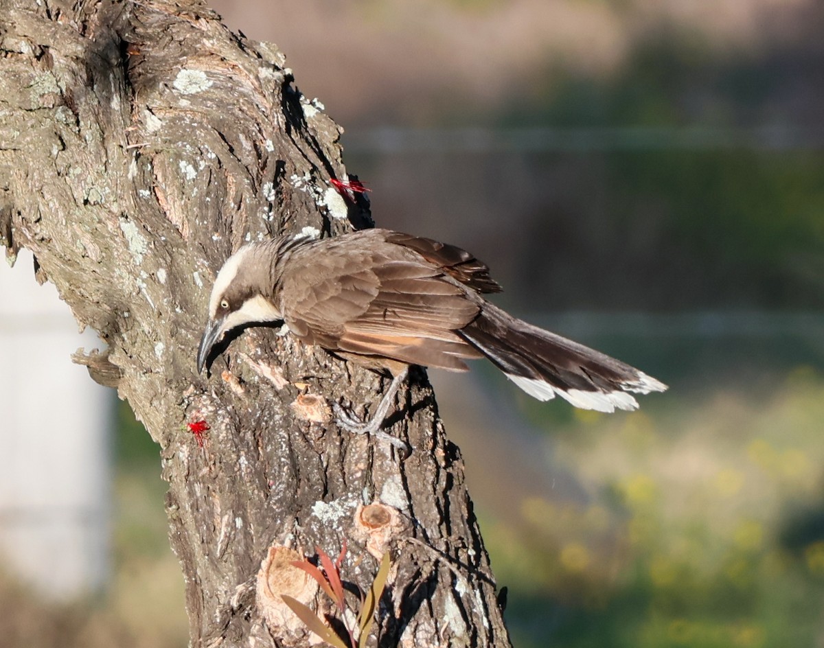 Gray-crowned Babbler - ML623852035