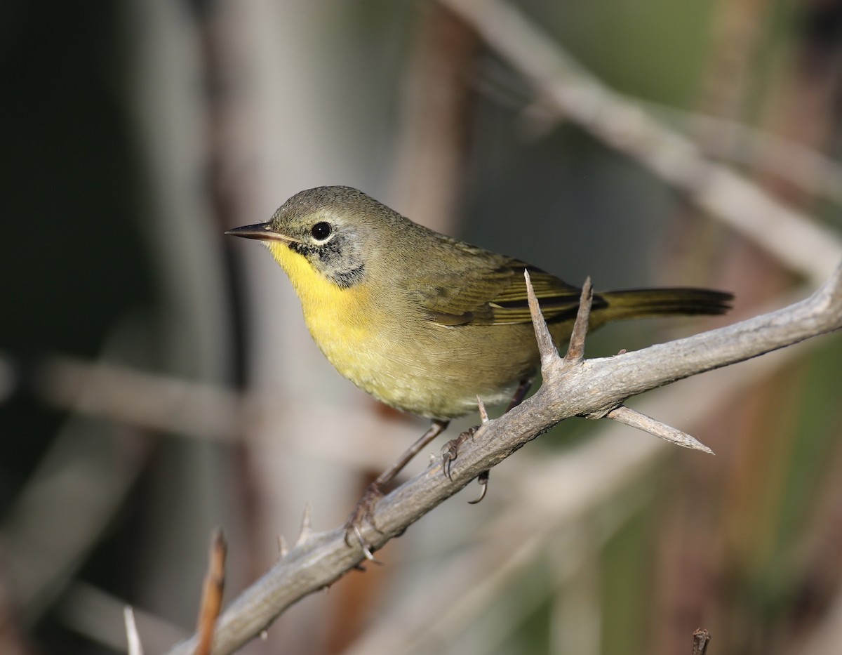 Common Yellowthroat - ML623852045