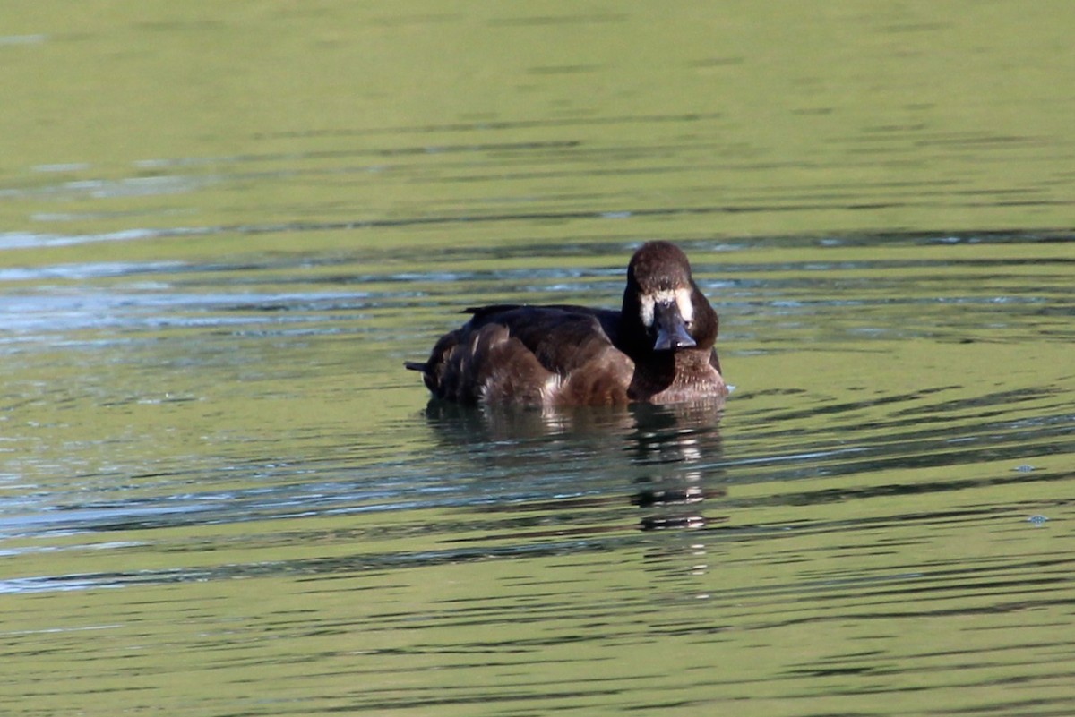 Lesser Scaup - ML623852046