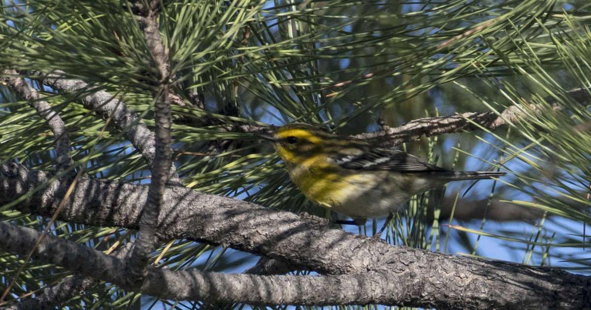 Townsend's Warbler - ML623852051