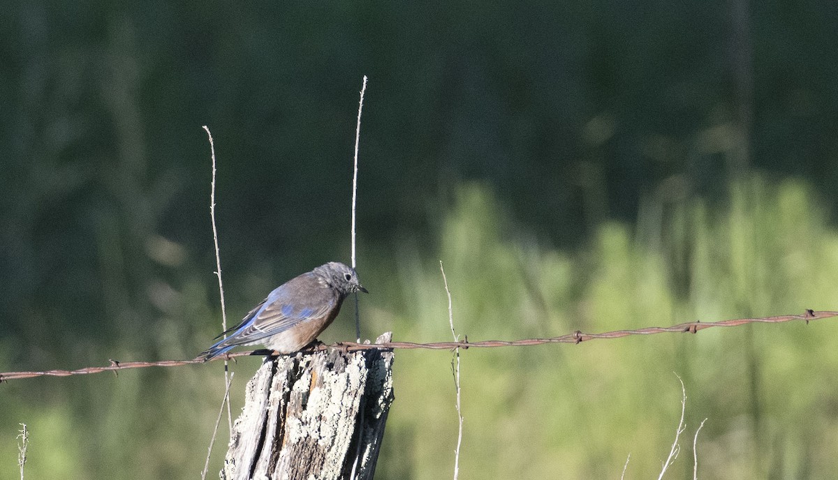 Western Bluebird - ML623852061