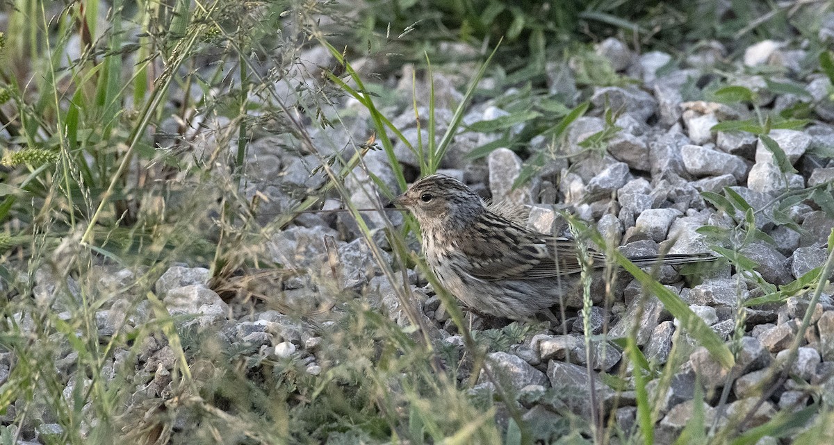 Brewer's Sparrow - ML623852077