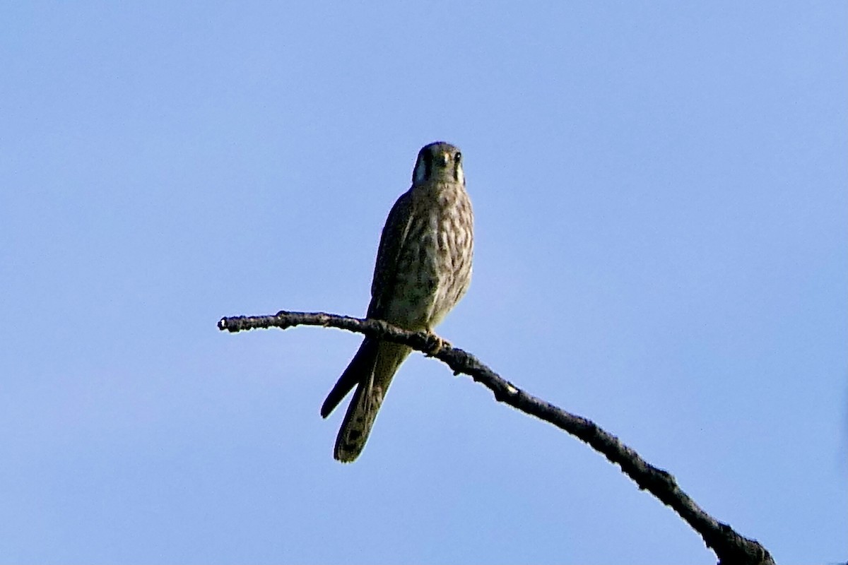 American Kestrel - ML623852085