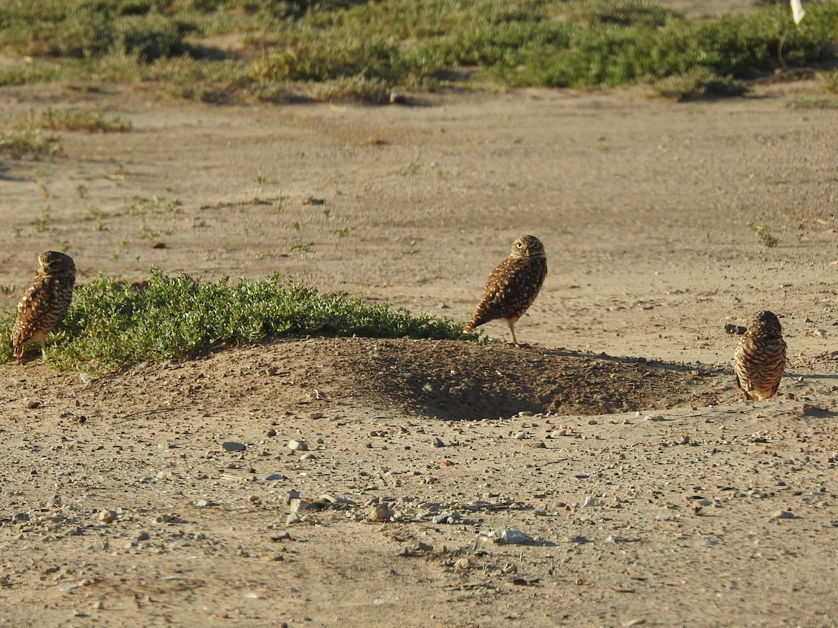 Burrowing Owl - ML623852086