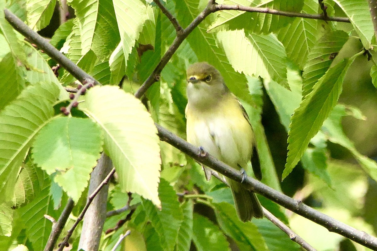 Ak Gözlü Vireo - ML623852101