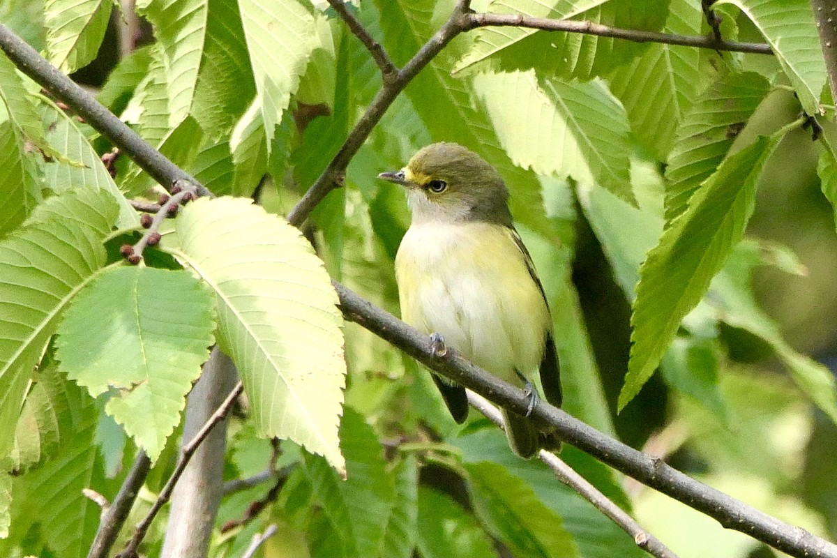 Vireo Ojiblanco - ML623852102