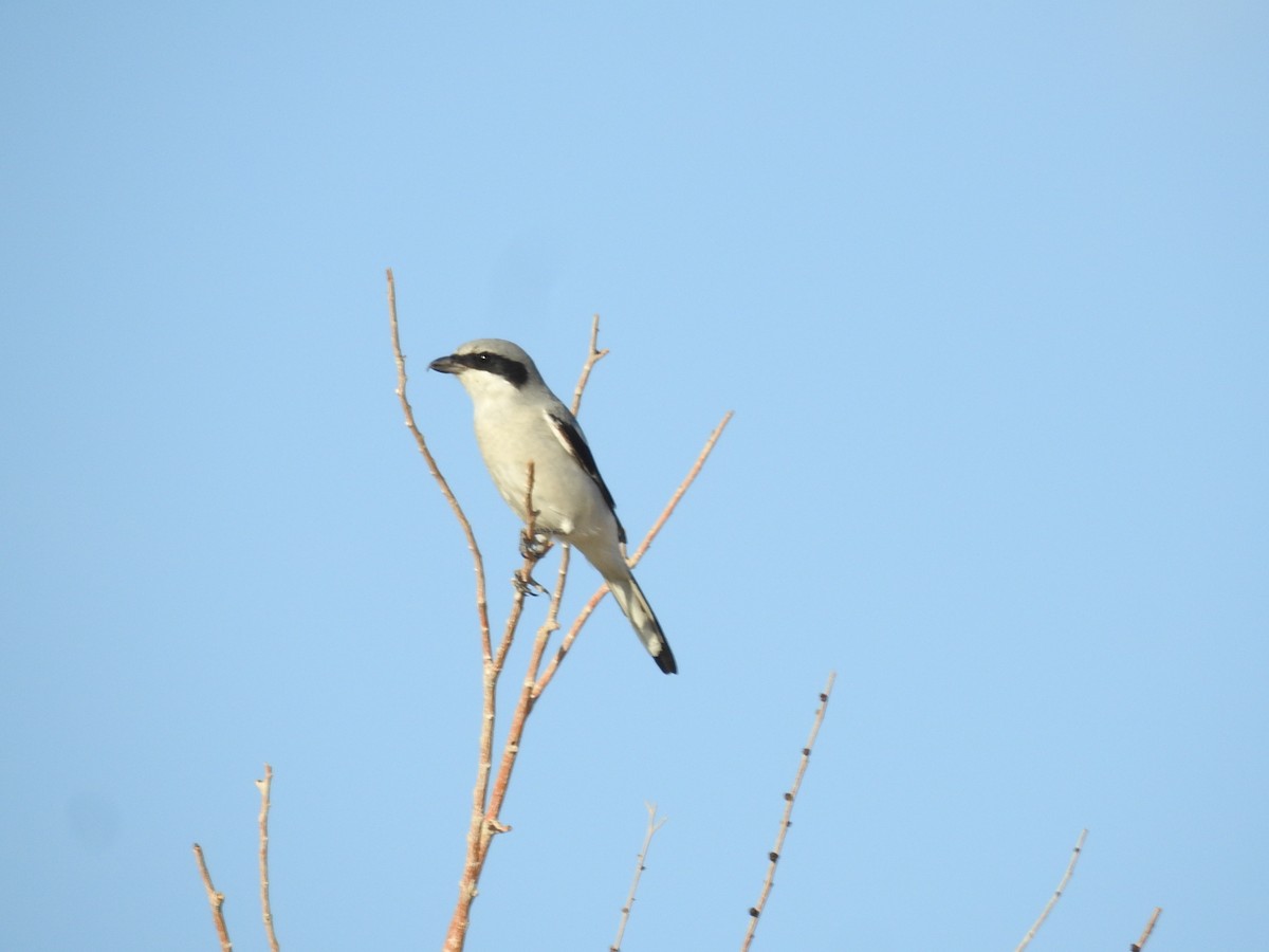 Loggerhead Shrike - ML623852116