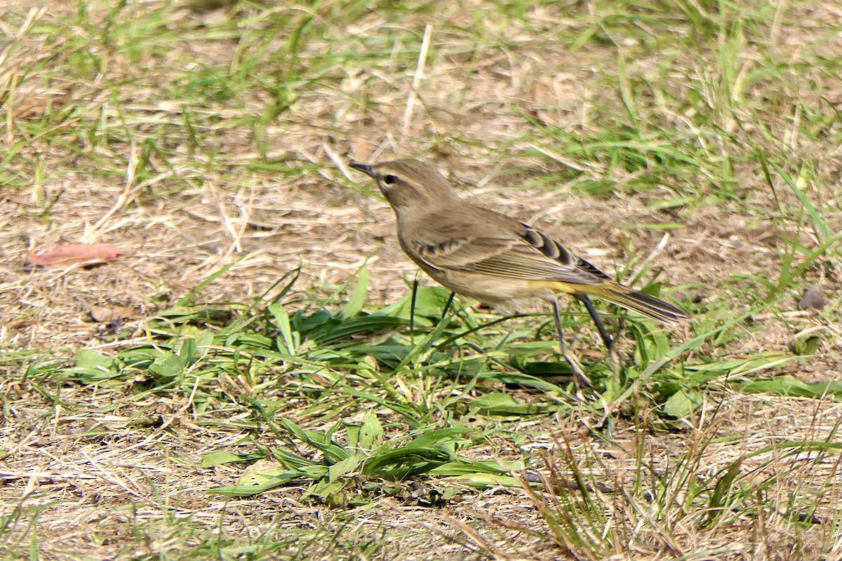 Palm Warbler - ML623852134