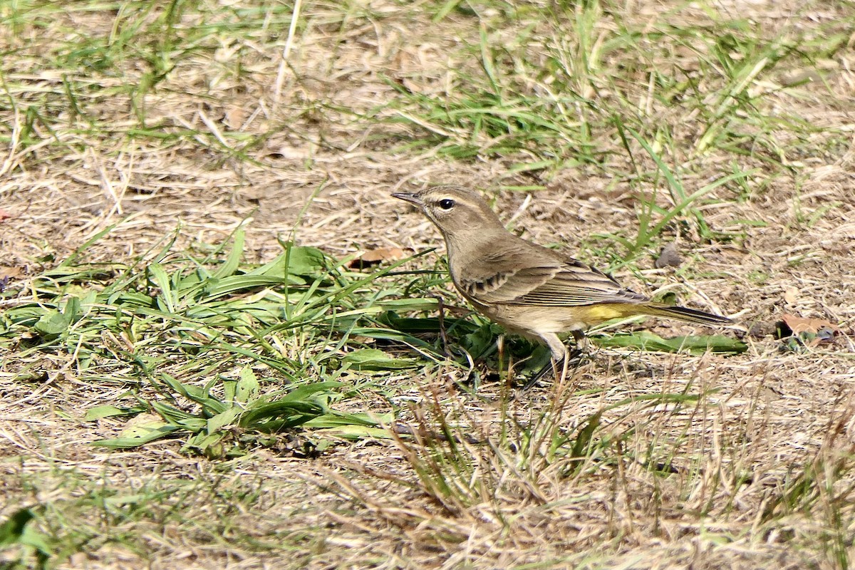 Palm Warbler - ML623852135