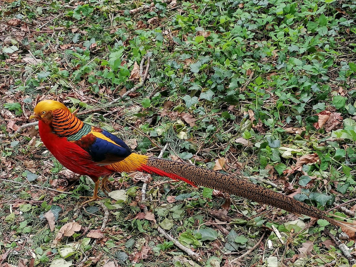 Golden Pheasant - ML623852139