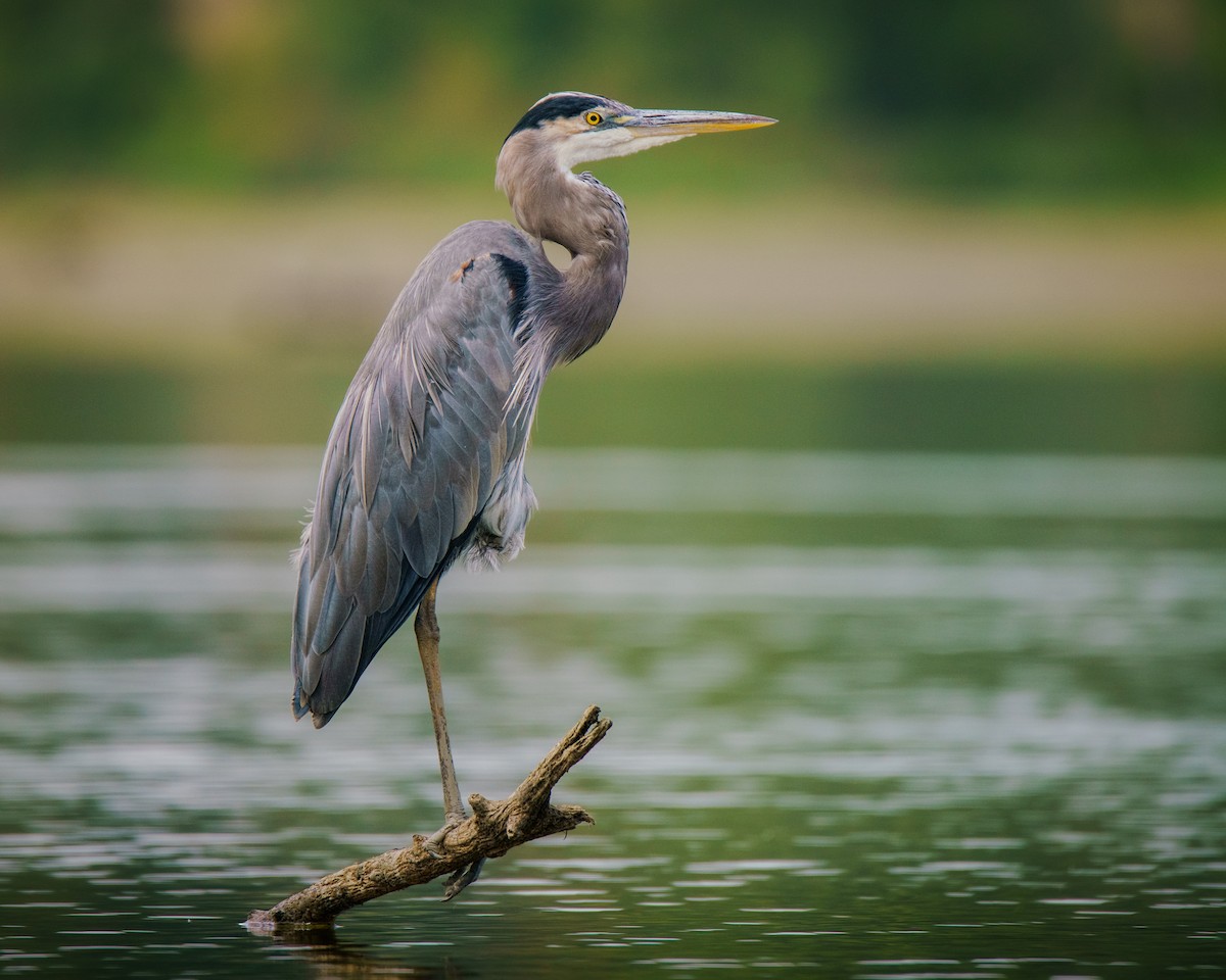 Great Blue Heron - ML623852173