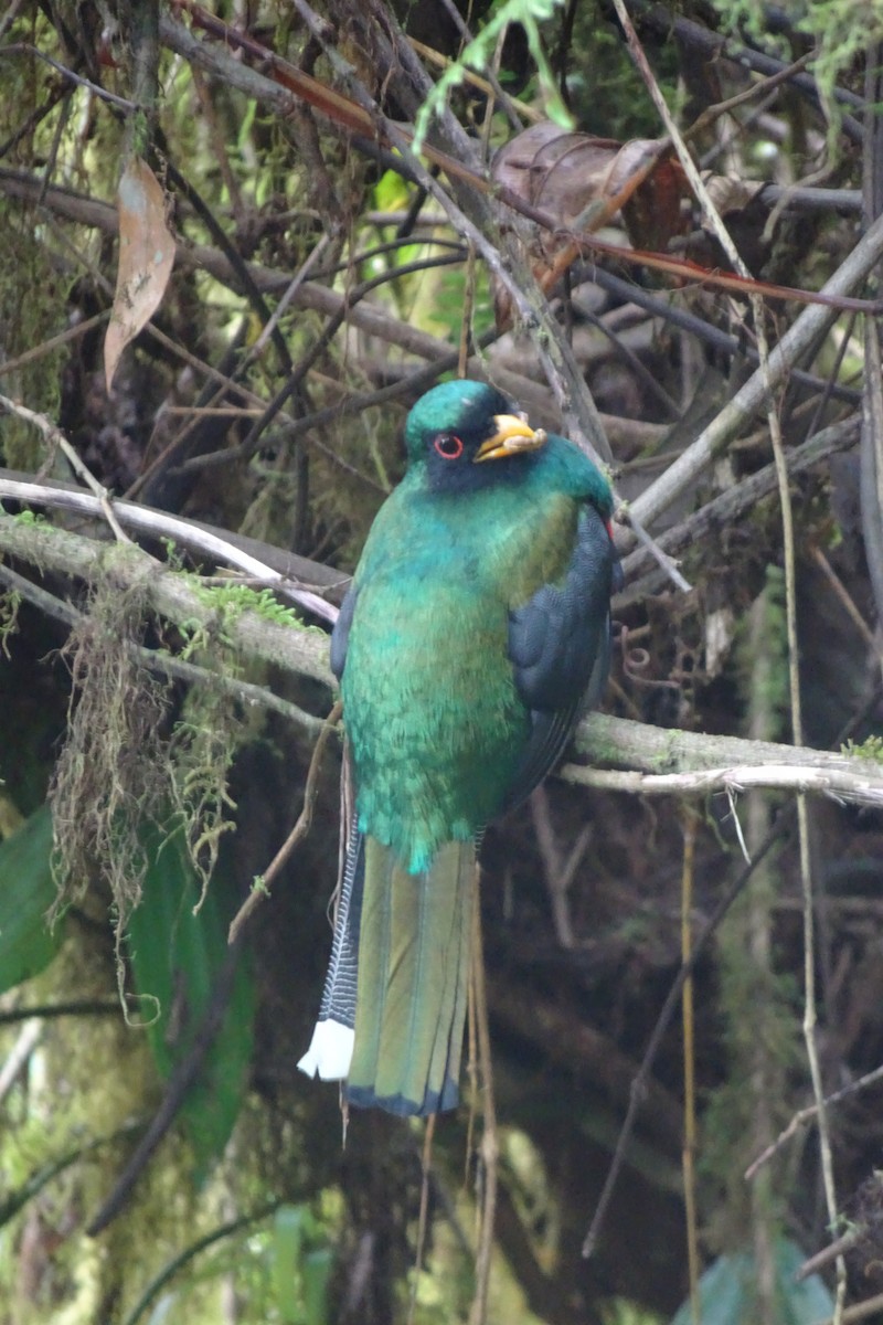 Trogon masqué - ML623852195