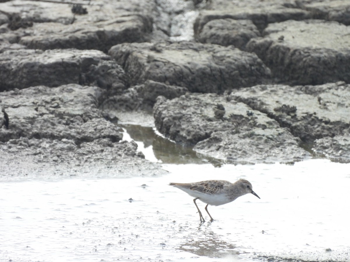 Least Sandpiper - ML623852317