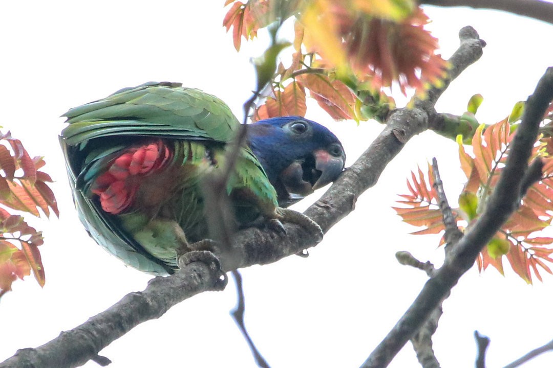 Loro Cabeciazul - ML623852356