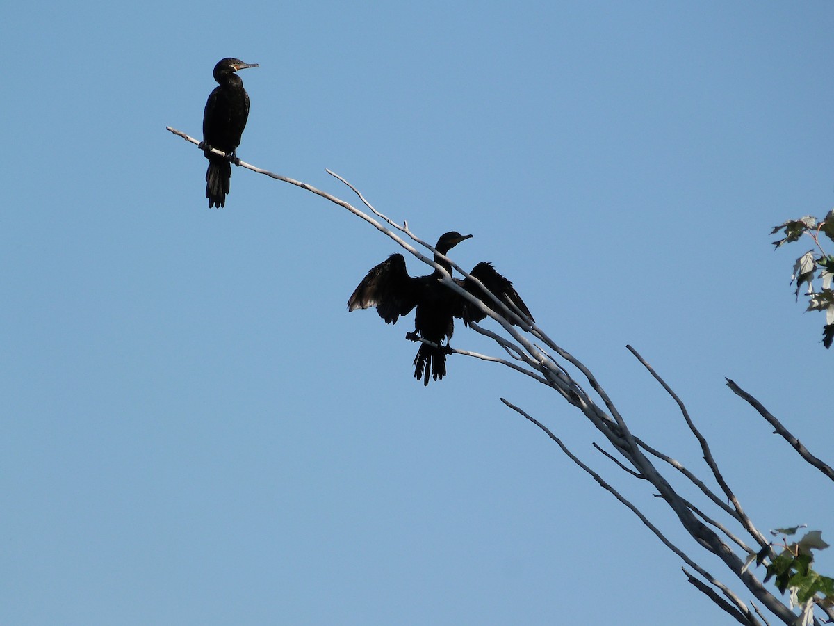 Neotropic Cormorant - ML623852377