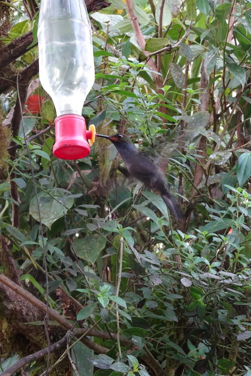 Colibrí de Bouguer Occidental - ML623852387