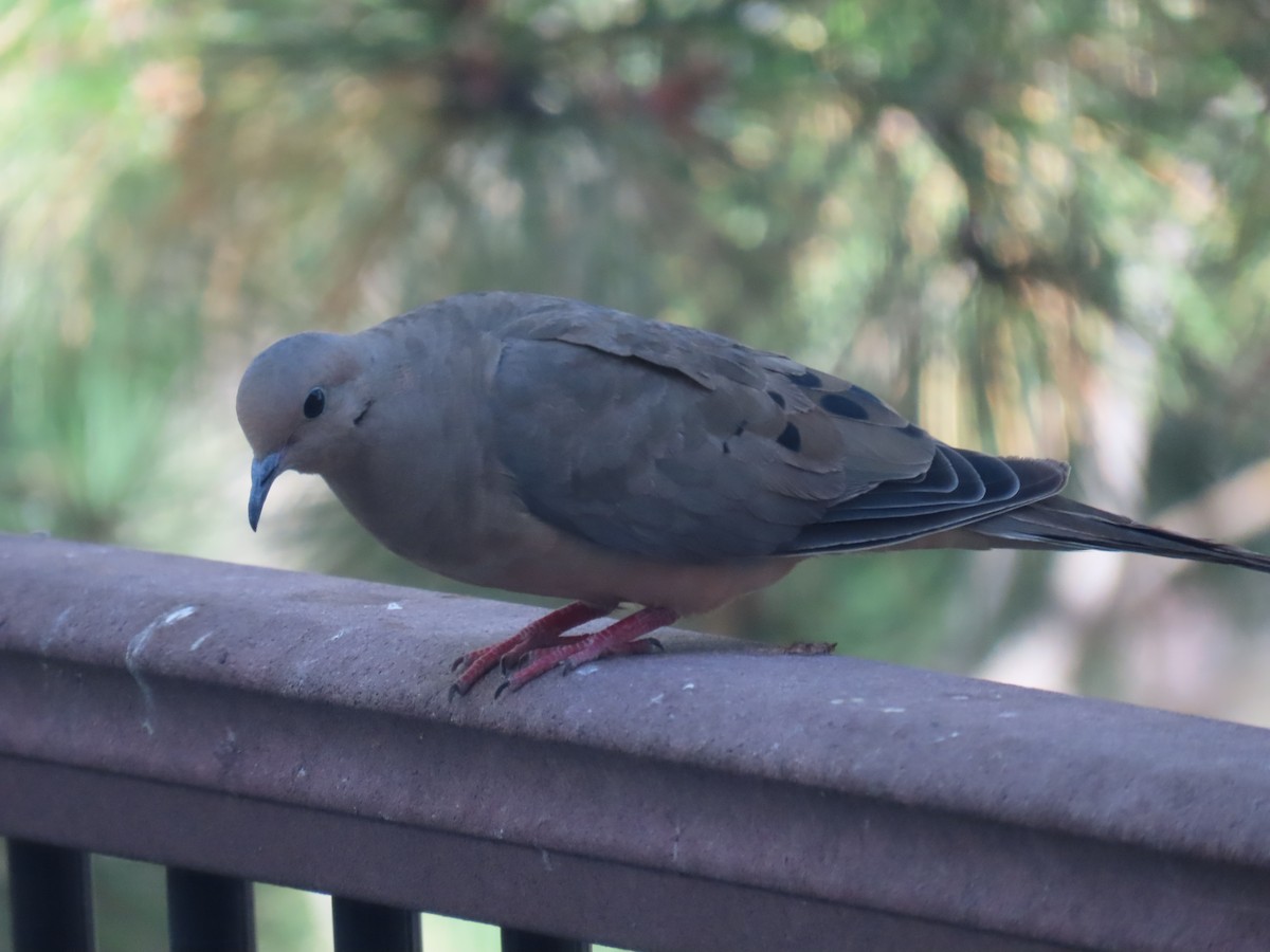 Mourning Dove - ML623852403