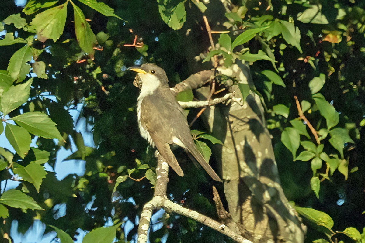 Yellow-billed Cuckoo - ML623852406