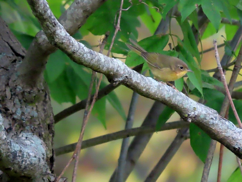 Common Yellowthroat - ML623852438