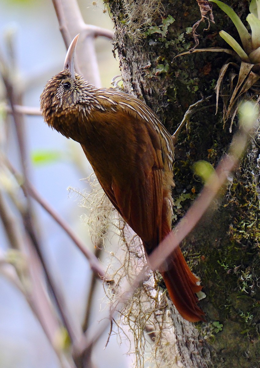 Montane Woodcreeper - David Zittin