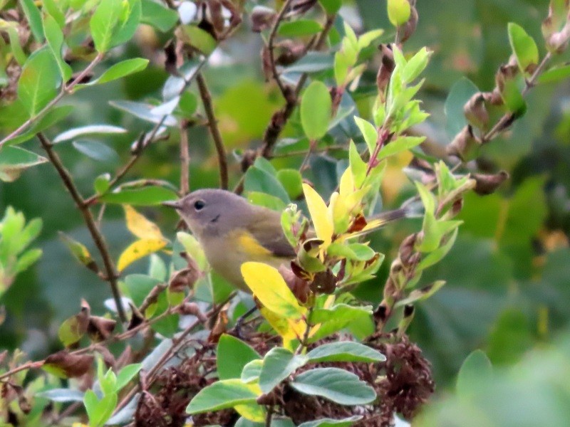 American Redstart - ML623852457