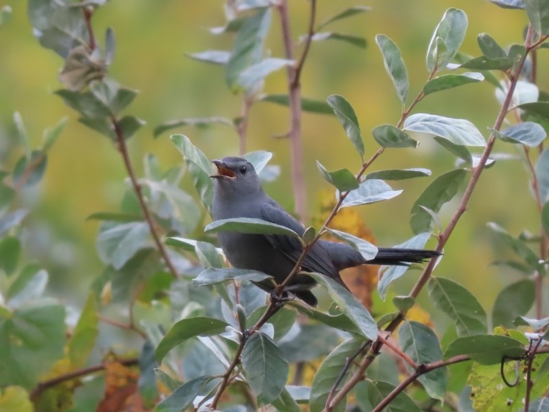 Gray Catbird - ML623852495