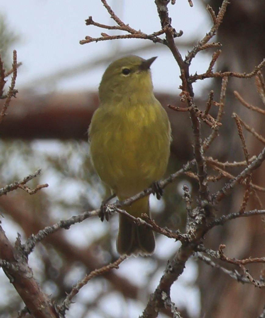 Reinita Coroninaranja (lutescens) - ML623852531