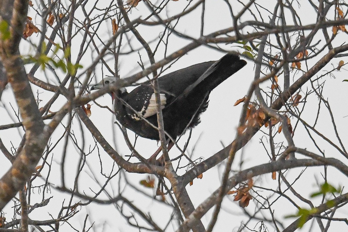 White-throated Piping-Guan - ML623852546