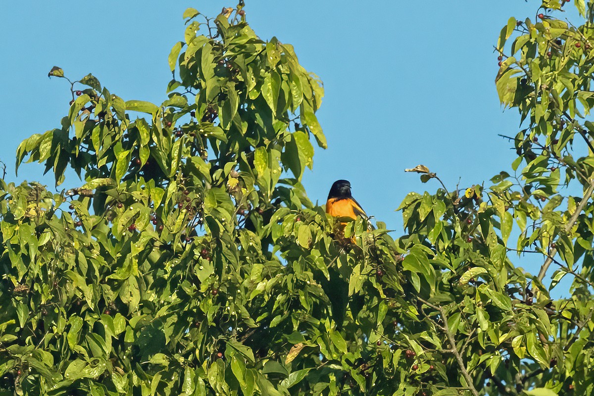 Baltimore Oriole - Reuben Rohn