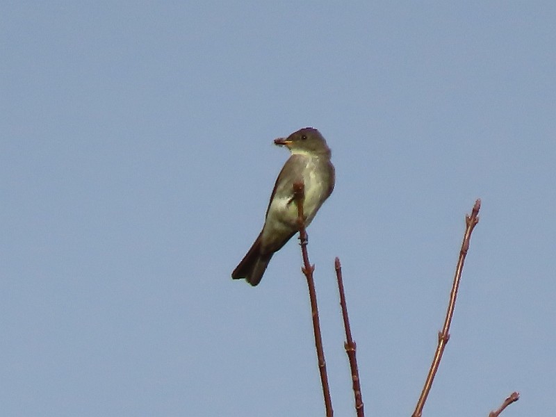 Olive-sided Flycatcher - ML623852550