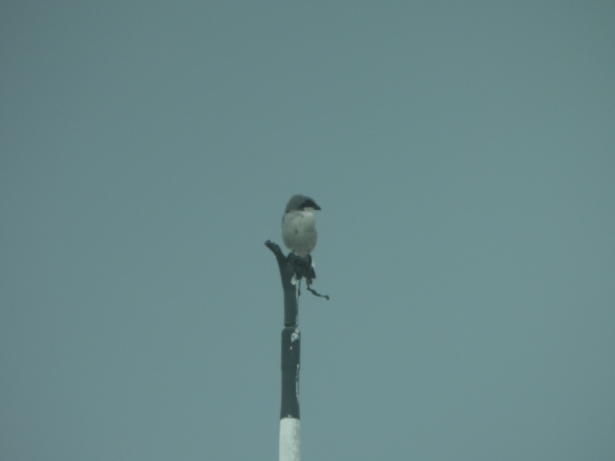 Loggerhead Shrike - Sarah 🦇