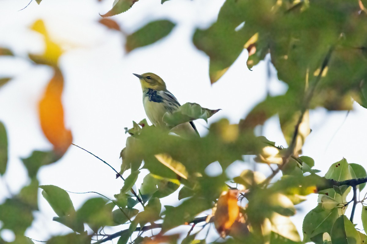 Black-throated Green Warbler - Reuben Rohn