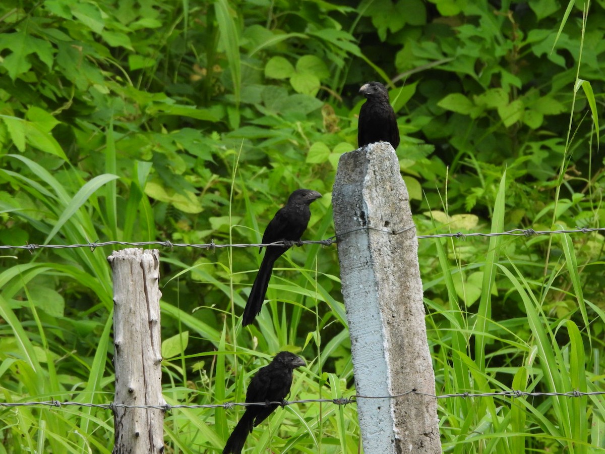 Groove-billed Ani - ML623852684