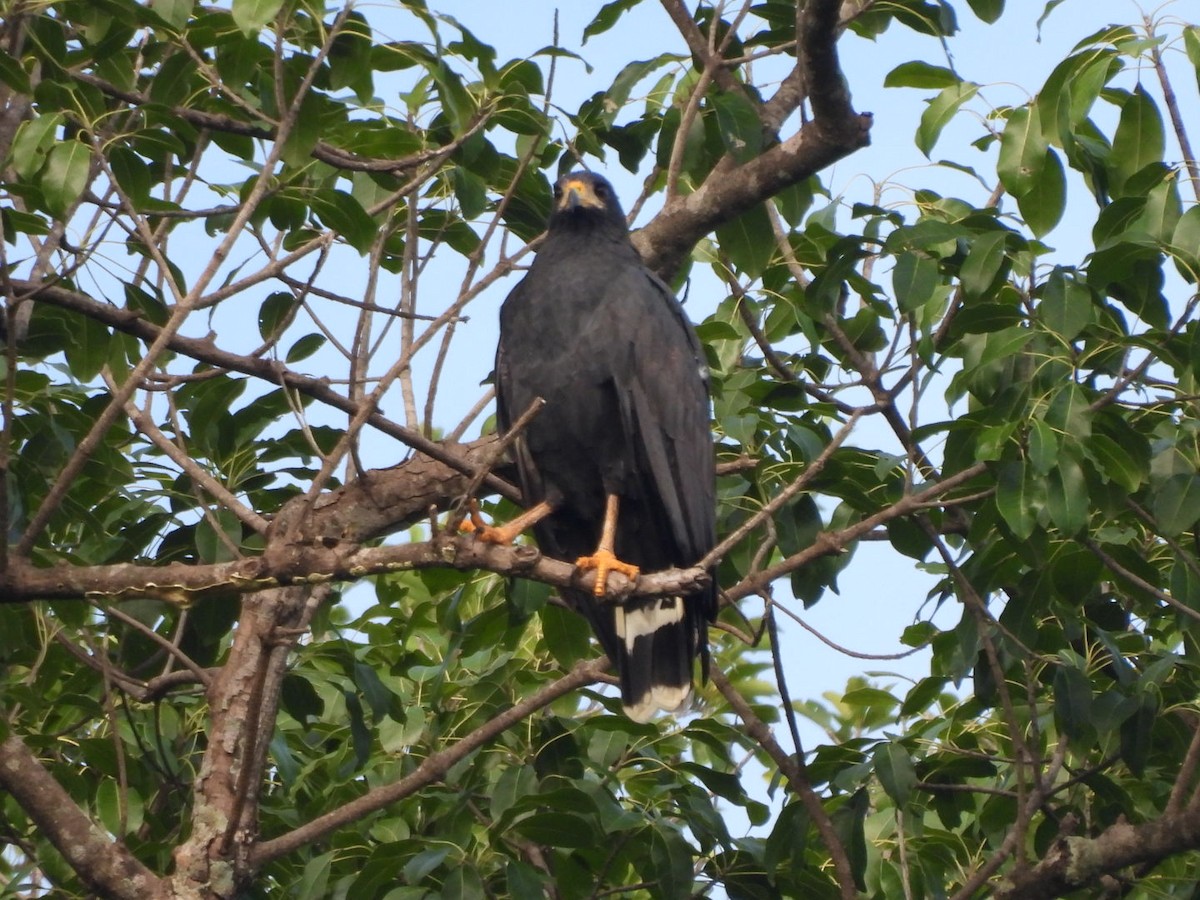 Common Black Hawk - ML623852711