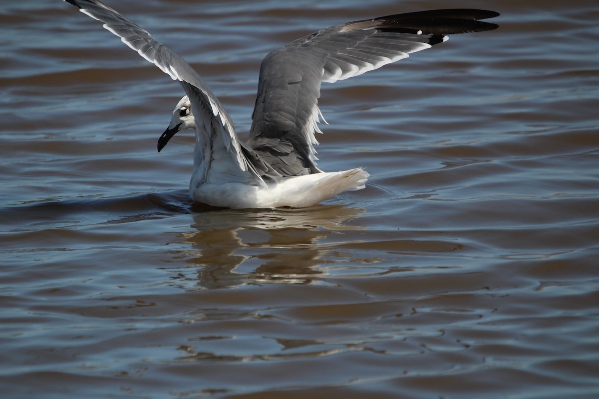 Laughing Gull - ML623852724