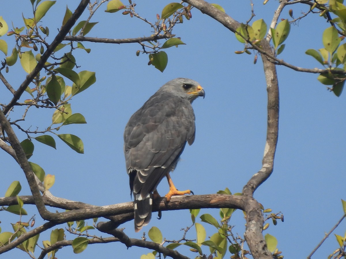 Gray Hawk - ML623852730