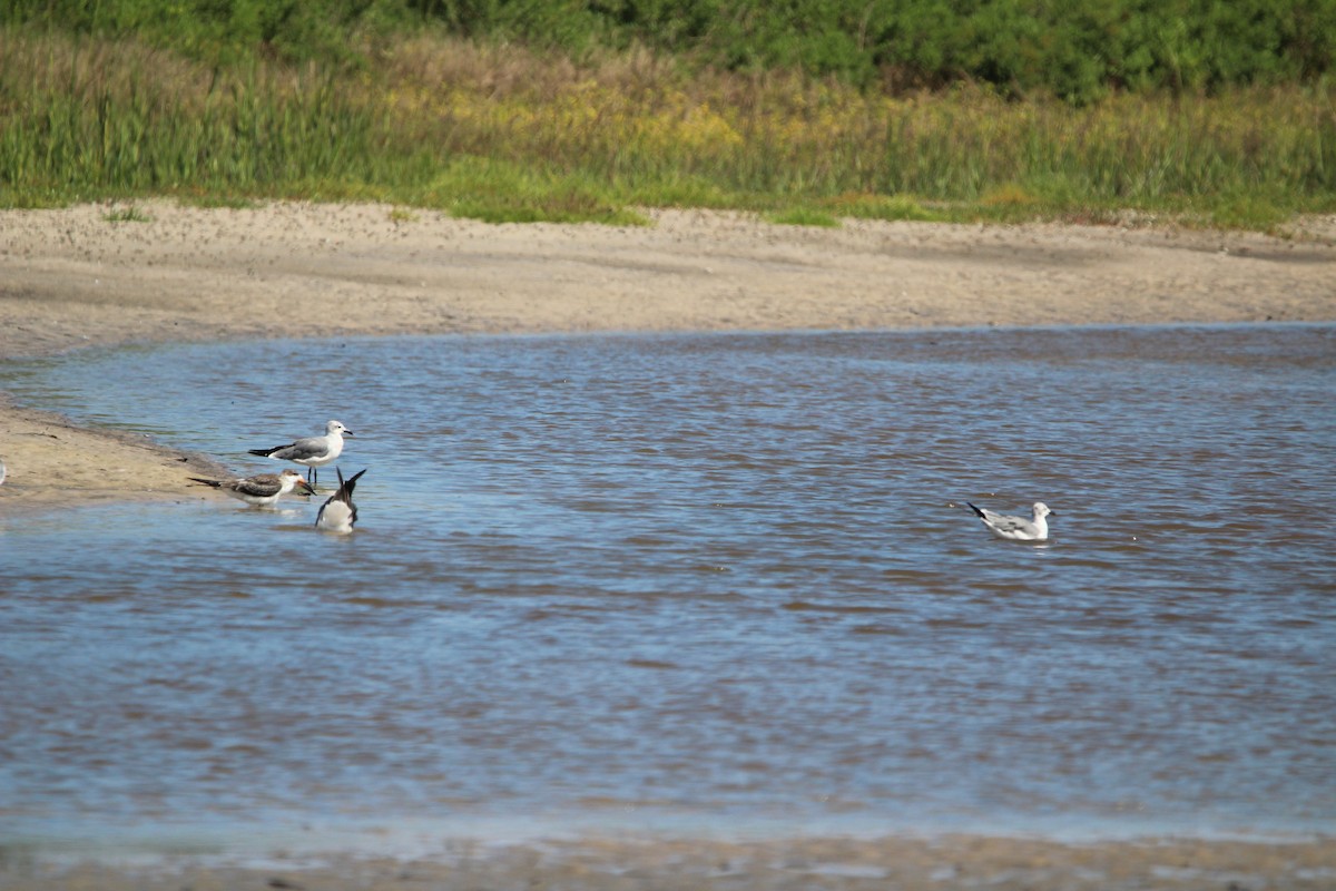 Black Skimmer - ML623852737