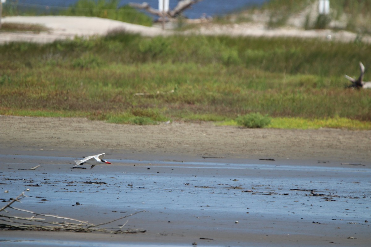 Caspian Tern - ML623852749