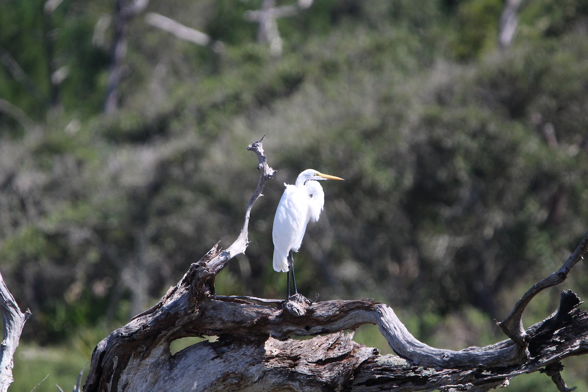 Great Egret - ML623852764