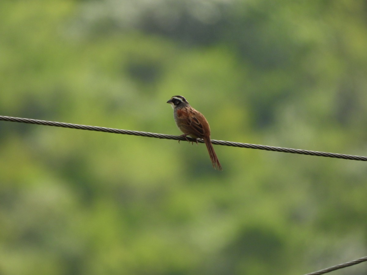 Stripe-headed Sparrow - ML623852768