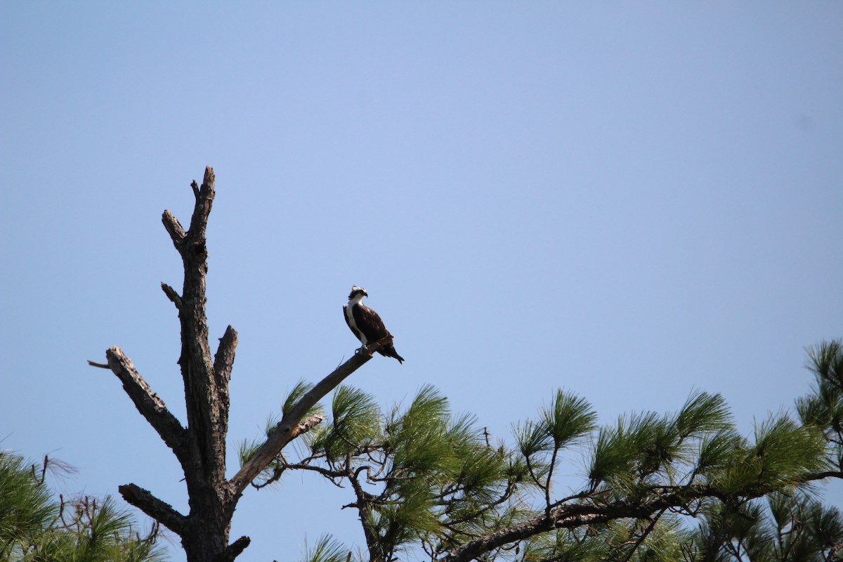 Osprey - ML623852769