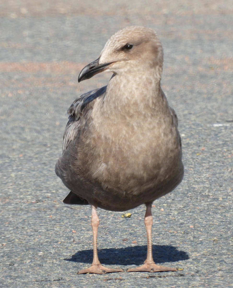 Herring Gull (American) - ML623852780