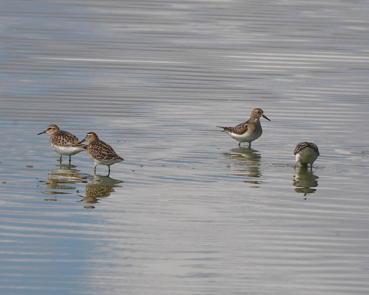 Орог элсэг - ML623852789