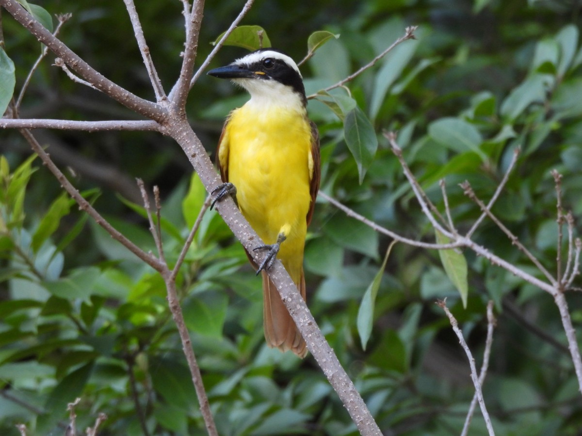 Great Kiskadee - ML623852791