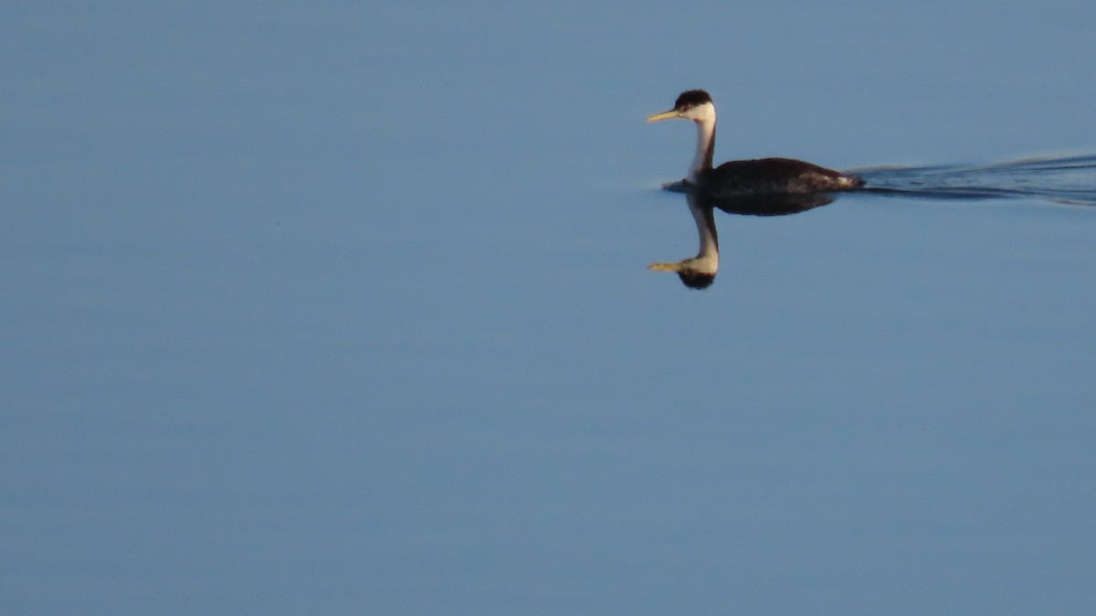 Western Grebe - ML623852797