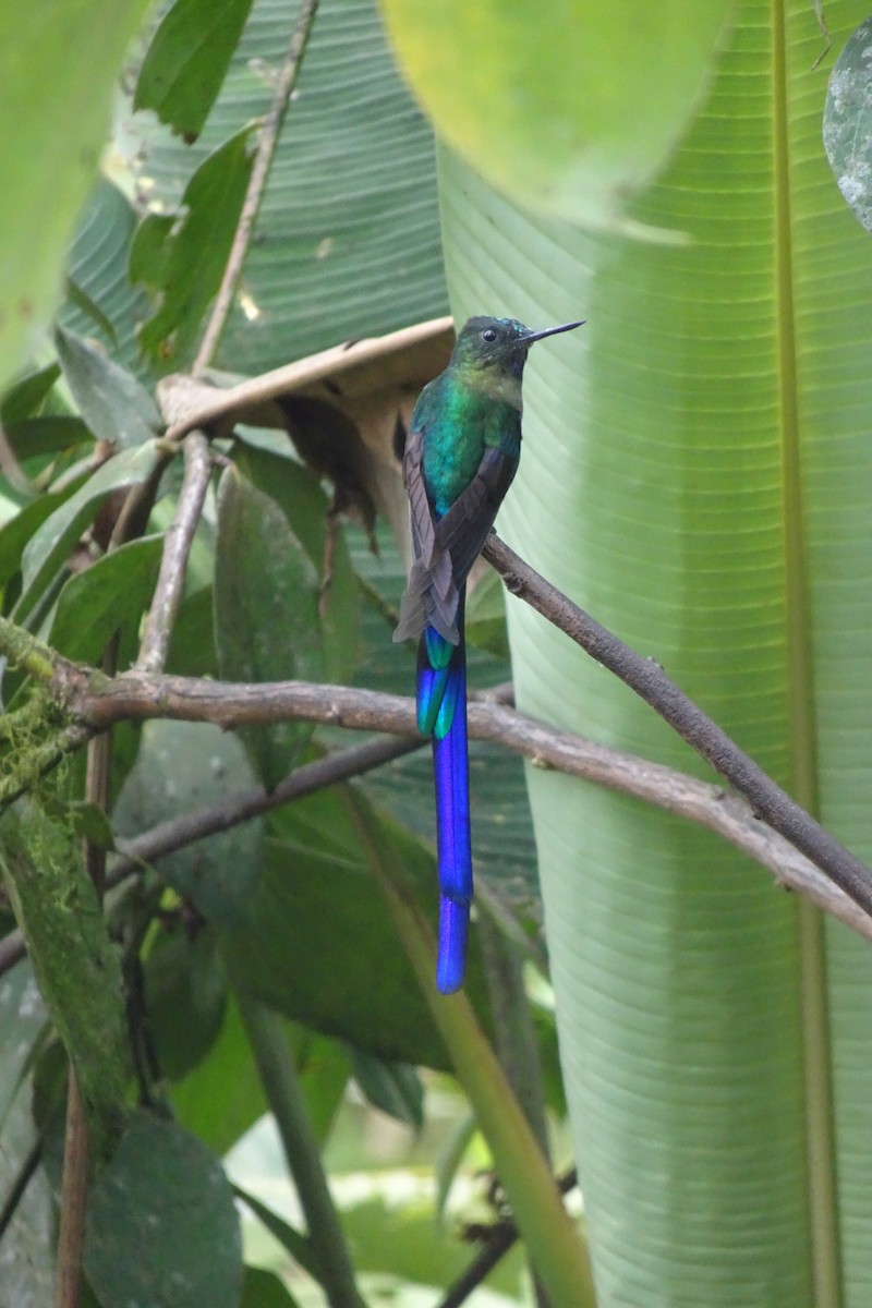 Violet-tailed Sylph - ML623852831