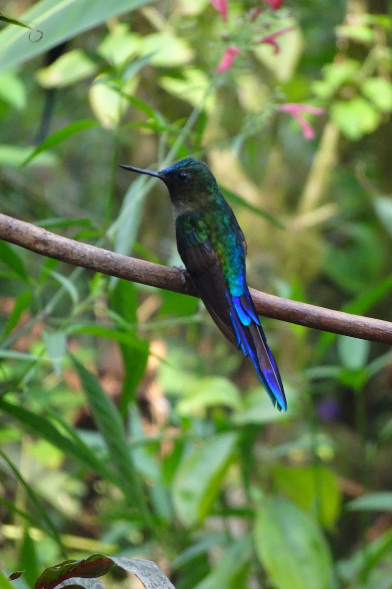 Violet-tailed Sylph - ML623852832