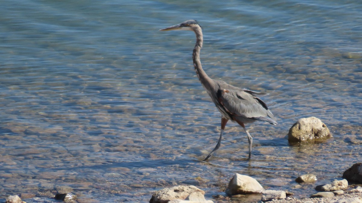 Great Blue Heron - ML623852833