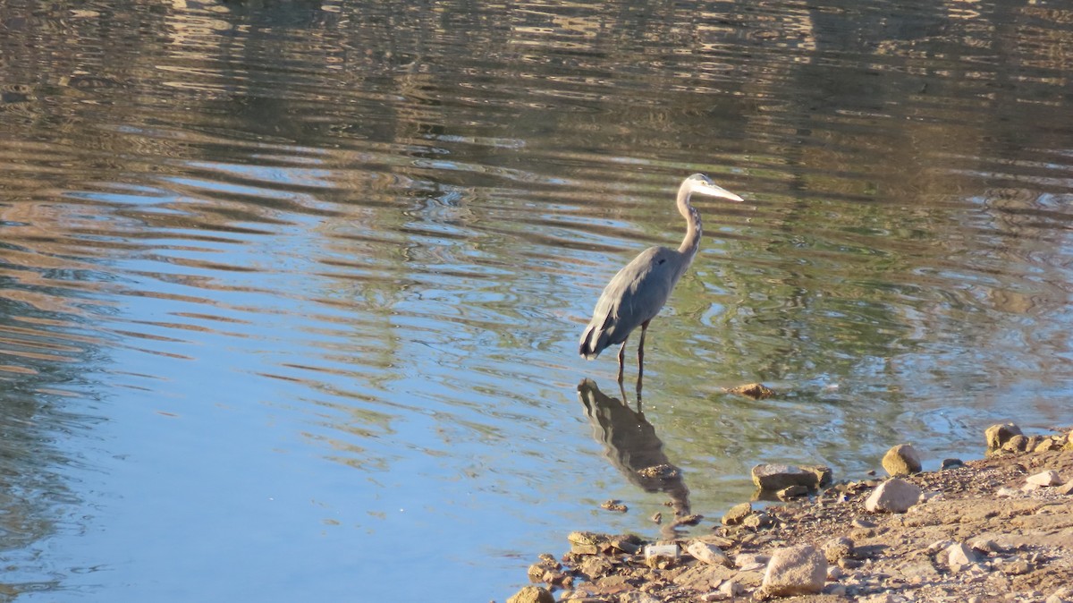 Great Blue Heron - ML623852834